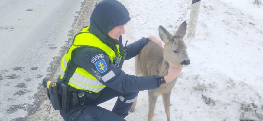 Rokiškio pareigūnai ištiesė pagalbos ranką kelyje rastam stirniukui