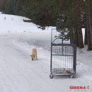 125 serijos šuns Sniegiaus istorijos 