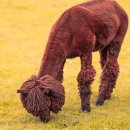 Dvaro derlius: ką Ilzenbergo dvare verta pamatyti ir paragauti