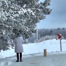 125 serijos šuns Sniegiaus istorijos 