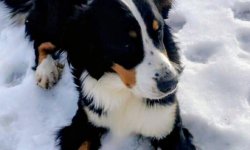 Prašo pagalbos: dingo šuo