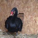 Nugaišo viena iš muziejaus puošmenų – juodasis gulbinas Atilas