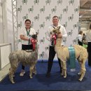 Tituluočiausias alpakų ūkis Lietuvoje priklauso Klaipėdoje gyvenantiems kraštiečiams T. ir G. Tarvydavičiams (foto)