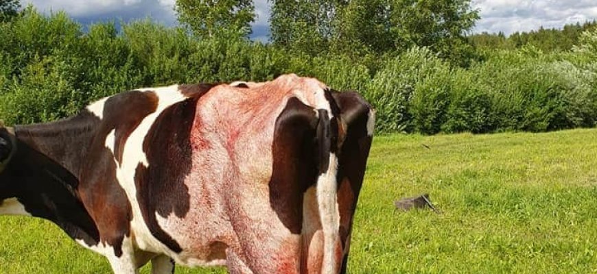 Vidury dienos Juodupėje – vilko išpuolis. Ir jau nebe pirmas