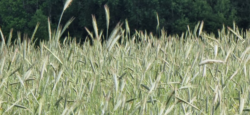 Pastebi pokyčius ūkininkų laukuose: pasėlių plotai auga, jų struktūrą keičia ir klimato kaita