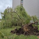 Rokiškį nusiaubė audra (video+foto)