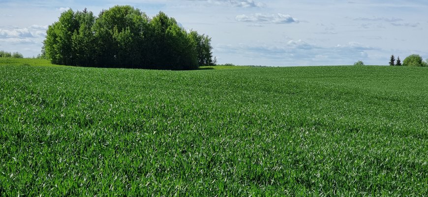 ŽŪM: penktadienį baigiasi pasėlių deklaravimas