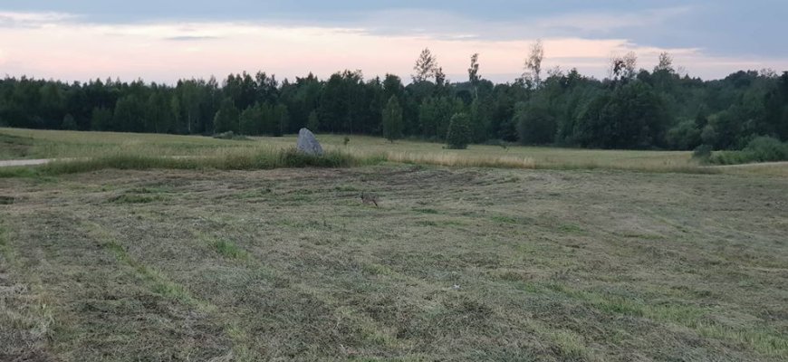 Dačiūnų kaime, netoli avių aptvaro, pastebėtas vilkas (video)