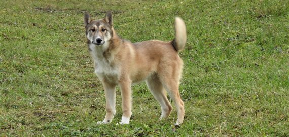 Šuns sterilizacija veterinarijos klinikoje