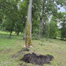 Rokiškį nusiaubė audra (video+foto)