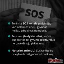 Mirus šeimininkui gyvūnai lieka vieni: kaip to išvengti