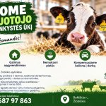 Darbas gyvulininkystės ūkyje