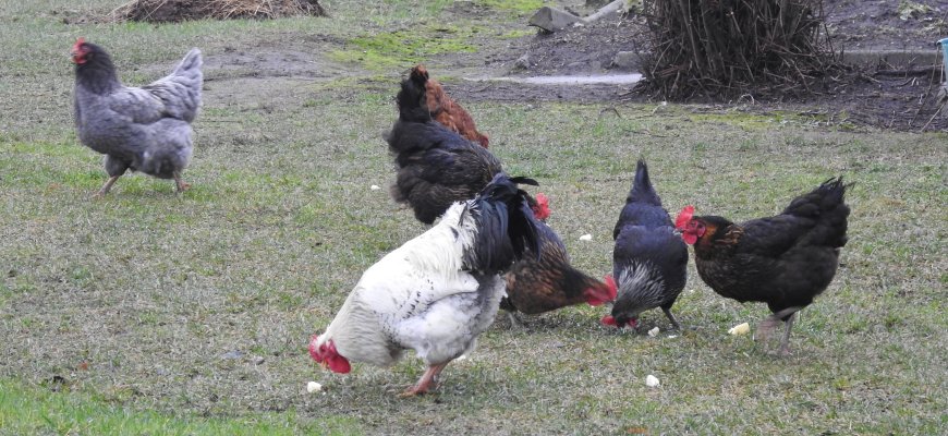 Maisto ir veterinarijos tarnyba: didėja paukščių gripo rizika