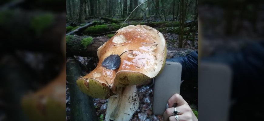 Rokiškietis įamžino gigantišką grybą – tokio kasdien neišvysi
