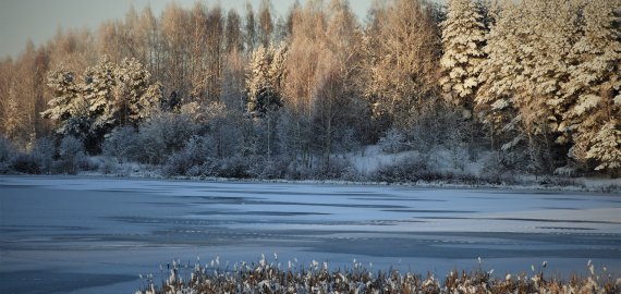 Seimas pakartotinai priėmė Miškų įstatymą