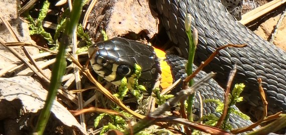 Geltonskruostis žaltys iš arti (video+foto)
