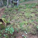 Kedena istorijos klodus – dar kartą atstatytas Obelių šile esantis partizanų bunkeris (foto)