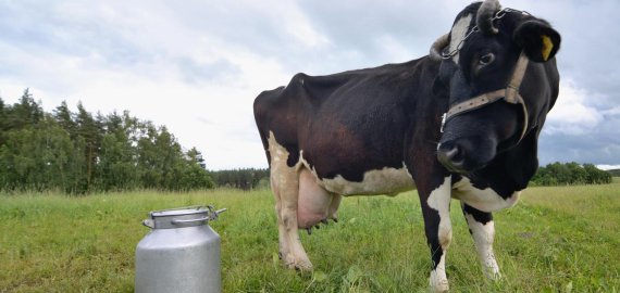 Pienininkai netyli: pieno kooperatyvų atstovai nemokamai dalins pieną