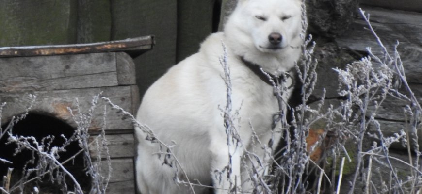 Siekiama uždrausti rišti prie būdos šunis: kviečia pasirašyti peticiją