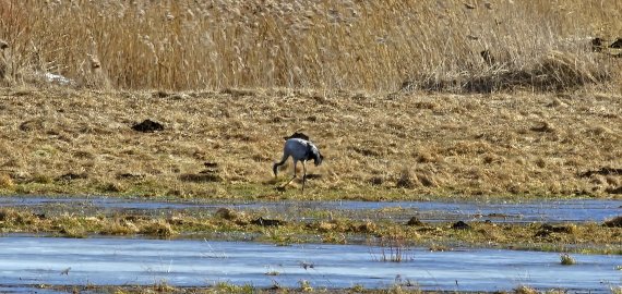 Rokiškio rajonas pagaliau sulaukė gervių (video+foto)