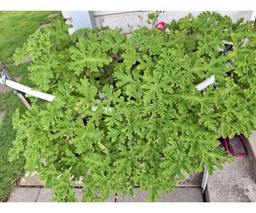 Kvepiančioji pelargonija (Jeronimas)