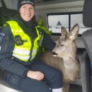 Rokiškio pareigūnai ištiesė pagalbos ranką kelyje rastam stirniukui