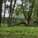 Rokiškį nusiaubė audra (video+foto)