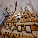 Rokiškio kraštas ir muziejus praturtėjo įspūdinga medžioklės trofėjų kolekcija – ją dovanojo J. ir S. Smalinskai (foto)