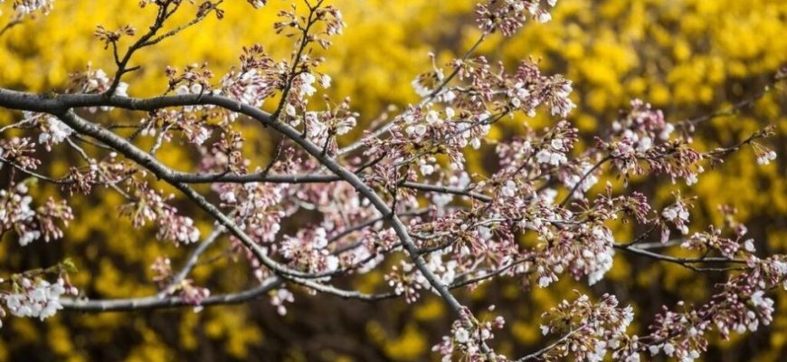 Pavasarį lydėjo karščio rekordai: Lietuvos laukia neeilinė vasara