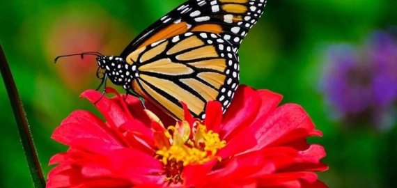 Lietuvoje jau vasara