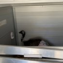 Nelaimės ir toliau persekioja P. Šiaučiūną: konfiskuotas vienintelis likęs ZIP FM radijo stoties dovanotas strutis