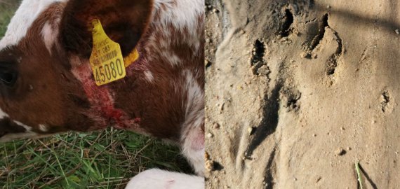 Kamajų seniūnijoje vilkai su vilkiukais  prie namų užpuolė veršiuką