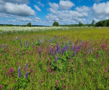Išsinuomosiu žemės ūkio paskirties sklypus