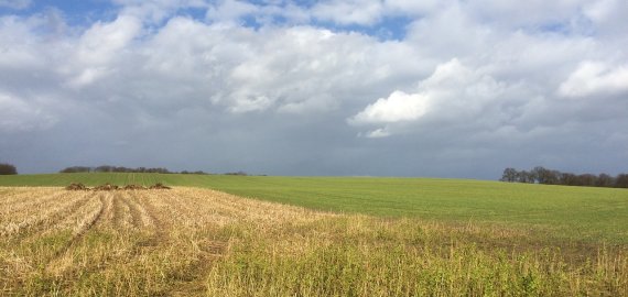 Seimas pritarė siūlymui leisti be aukciono įsigyti įsiterpusius iki 3 ha valstybinės žemės sklypus