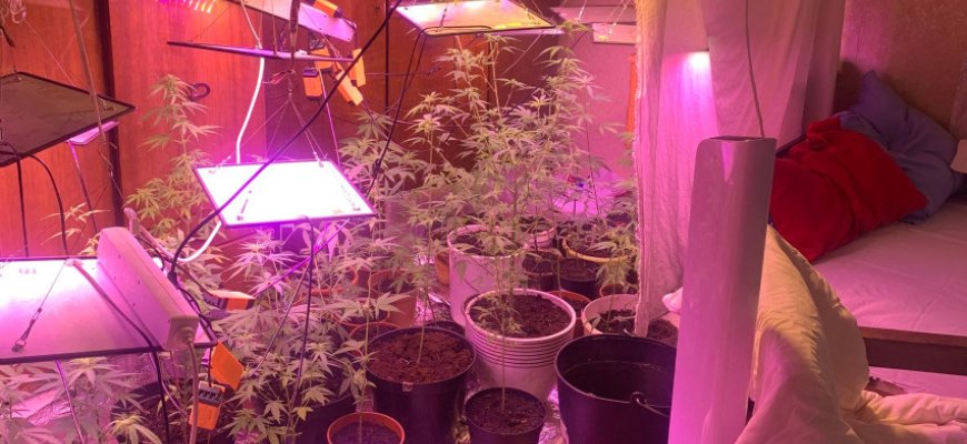 Per slaptą policijos operaciją Rokiškio r. aptikta kanapių plantacija