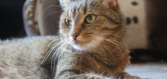 Rugsėjo 28 d. Rokiškio veterinarijos gydytojai kviečia paskiepyti naminius gyvūnus nuo pasiutligės pigiau