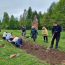 Puošia Velykalnio parką: jau augančių ąžuolų ir narcizų plantacijas šiemet papildė jurginai