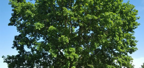 Orai: po liūčių vėl sugrįš šiluma