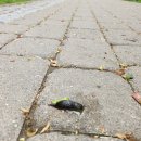 Vasaros „atributas“ Rokiškyje – invaziniai šliužai iš Ispanijos 