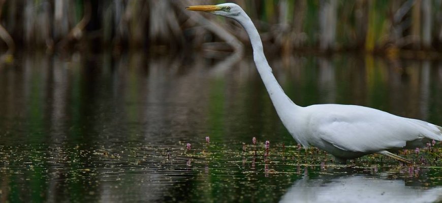 Kviečiame dalyvauti animacinių vaizdo klipų konkurse ,,Prie vandens esu saugus“