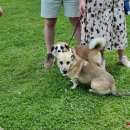 Ilzenbergo dvaro tradicija – šunų festivalis: šį kartą nustebino aklo šuns pasirodymas (foto)