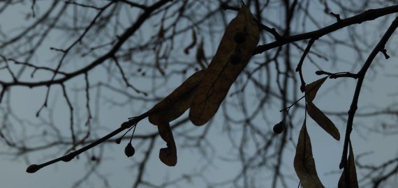 Po saulėtų ir šiltų dienų užklups pokyčiai – iš Vakarų atslenka įkyri dargana