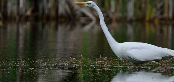 Kviečiame dalyvauti animacinių vaizdo klipų konkurse ,,Prie vandens esu saugus“