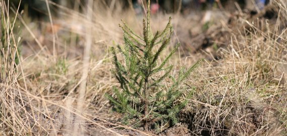 Netinkamai atsisveikinus su kalėdine eglute – baudos