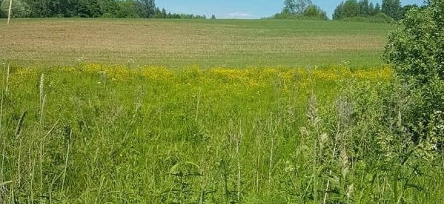Žemės sklypų savininkai raginami pasitikrinti nustatytus apleistų žemės ūkio naudmenų plotus