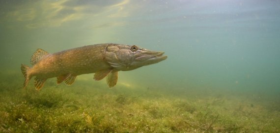 Žvejų dėmesiui: visoje šalyje prasidės akcija „Lydeka 2017“