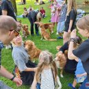 Ilzenbergo dvaro tradicija – šunų festivalis: šį kartą nustebino aklo šuns pasirodymas (foto)
