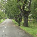 Rokiškį nusiaubė audra (video+foto)