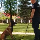 Įsimintinas vakaras mokykloje: pažintis su kinologais, policininko bei kario profesijomis (foto)