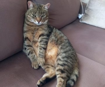 Dingo katinas Rainis